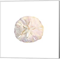 Framed Oceanum Shells White IV-Sand Dollar