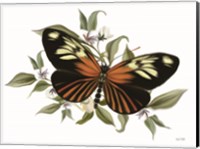 Framed Botanical Butterfly Heliconius