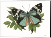 Framed Botanical Butterfly Common Gem