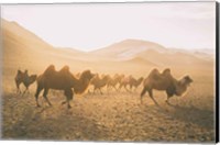 Framed Camels on the Move