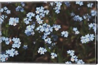 Framed Forget Me Nots I