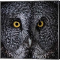 Framed Great Grey Owl