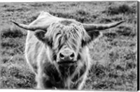 Framed Highland Cow Staring Contest