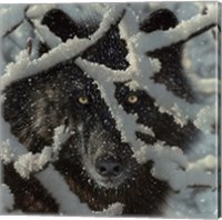 Framed Winter Black Wolf