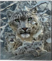 Framed Snow Leopard Collage