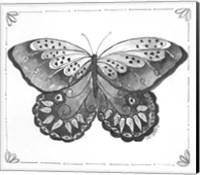 Framed Butterfly VII