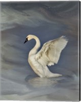 Framed Tundra Swan