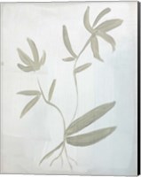Framed Leaves on White