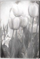 Framed Tulips II
