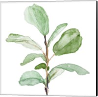 Framed 'Fiddle Fig Leaf Plant II' border=
