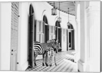 Framed Zebra Hotel