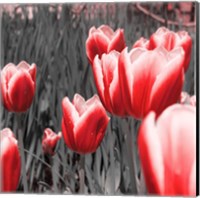 Framed 'Red Tulips I' border=