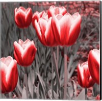 Framed Red Tulips II