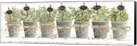 Framed Herbs in a Row