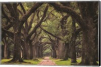 Framed Lane of Oaks