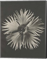 Framed Blossfeldt Flower IV