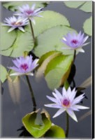 Framed Water Lily Flowers VII