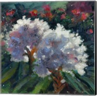 Framed Rhododendron Portrait I