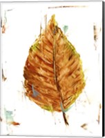 Framed Autumn Leaf Study III