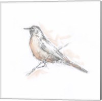 Framed 'Robin Bird Sketch II' border=