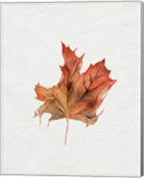 Framed 'Watercolor Autumn Leaf II' border=