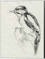 Framed Woodpecker Sketch I