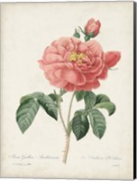 Framed Vintage Redoute Roses III