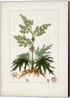 Framed Antique Turpin Botanical III