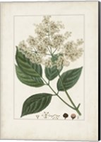 Framed Antique Turpin Botanical V