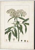 Framed Antique Turpin Botanical VII