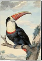 Framed Red-billed Toucan, c. 1748