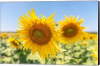 Framed Sunflowers II