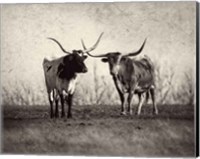 Framed Texas Longhorns