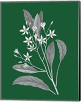 Framed Green Botanical V