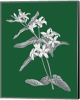 Framed Green Botanical IV