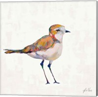 Framed 'Coastal Plover III Linen' border=