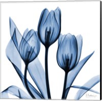 Framed Indigo Tulips