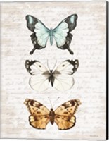Framed Butterfly Trio