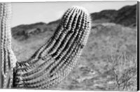 Framed Saguaro