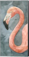 Framed Flamingo Study II