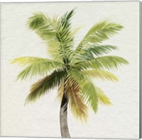 Framed 'Coco Watercolor Palm II' border=