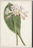 Framed Antique Botanical Collection IV