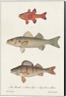 Framed Species of Antique Fish II