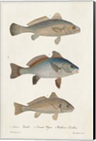 Framed Species of Antique Fish III