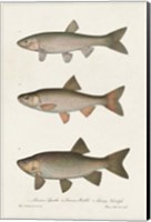Framed Species of Antique Fish IV