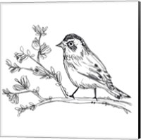 Framed 'Simple Songbird Sketches II' border=