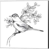 Framed 'Simple Songbird Sketches III' border=