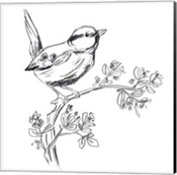 Framed 'Simple Songbird Sketches IV' border=
