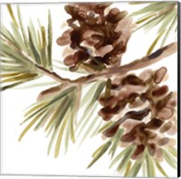 Framed 'Simple Pine Cone IV' border=