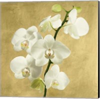 Framed Orchids on a Golden Background II